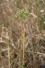 Allium cyrillii