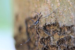 Toxorhynchites rutilus septentrionalis