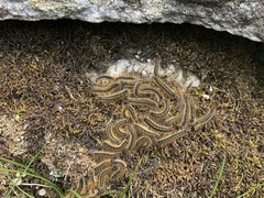 Malacosoma alpicolum