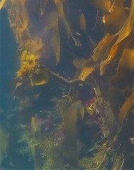 Laminaria hyperborea