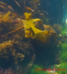 Laminaria hyperborea