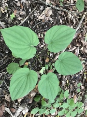 Dioscorea villosa