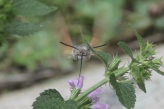 Macroglossum stellatarum