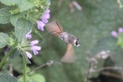 Macroglossum stellatarum