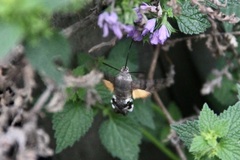 Macroglossum stellatarum