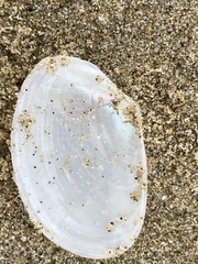 Periploma planiusculum