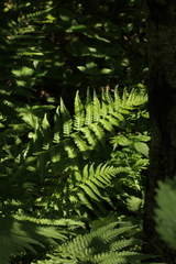 Dryopteris filix-mas