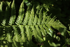 Dryopteris filix-mas