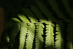 Dryopteris filix-mas