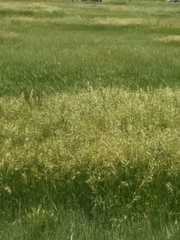 Bromus tectorum