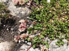 Trifolium pallescens