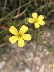 Linum rupestre