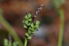 Carex concinna
