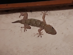 Tarentola mauritanica