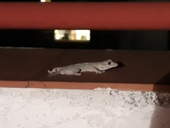 Tarentola mauritanica