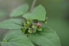 Scutellaria guatemalensis