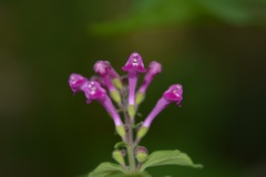 Scutellaria guatemalensis