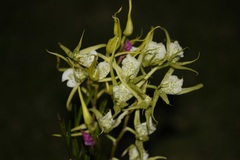 Brassia verrucosa