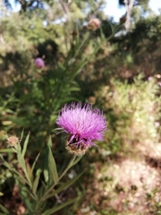 Cheirolophus sempervirens