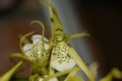 Brassia verrucosa