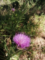 Cheirolophus sempervirens