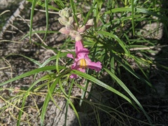 Chilopsis linearis