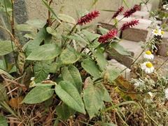 Persicaria