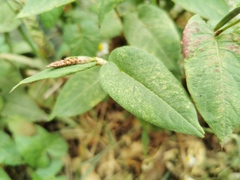 Persicaria