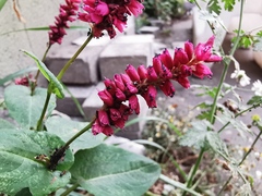 Persicaria