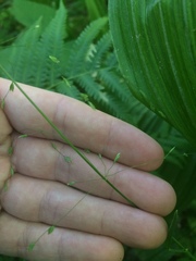 Poa alsodes