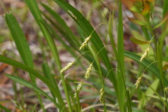 Carex capillaris