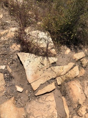 Cordylanthus rigidus