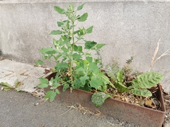 Chenopodium album