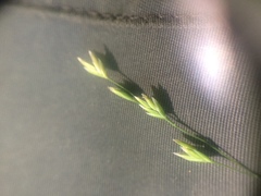 Poa alsodes