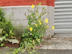 Aquilegia chrysantha