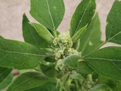 Chenopodium album