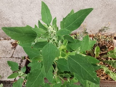 Chenopodium album