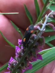 Capsodes flavomarginatus