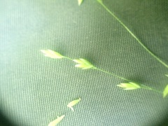 Poa alsodes