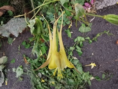 Aquilegia chrysantha