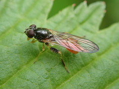 Spheginina