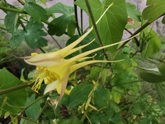 Aquilegia chrysantha