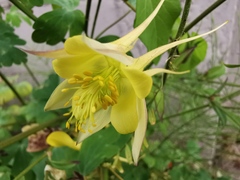 Aquilegia chrysantha