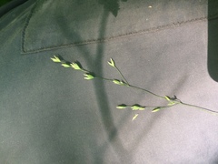 Poa alsodes