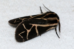 Apantesis franconia