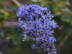 Ceanothus parvifolius