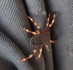 Hyalomma