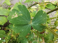 Aquilegia chrysantha