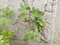 Aquilegia chrysantha