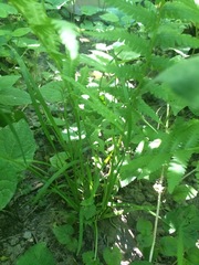 Poa alsodes